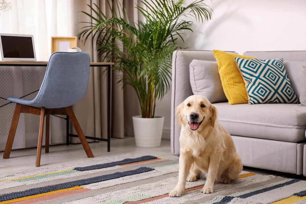 Modern living room interior. Cute Golden Labrador Retriever near couch